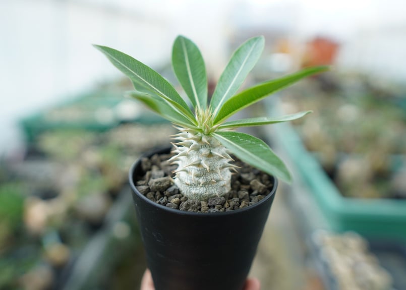 パキポディウム デンシフローラム Pachypodium densiflorum | mana