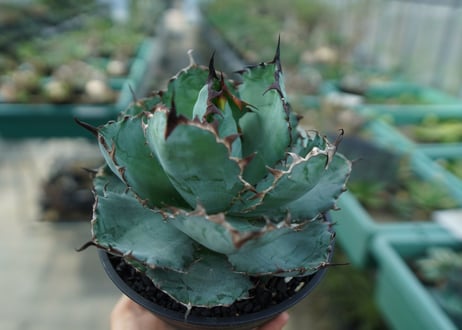 アガベ　チタノタ　 ブラックアンドブルー 　Agave titanota black and blue　No.6
