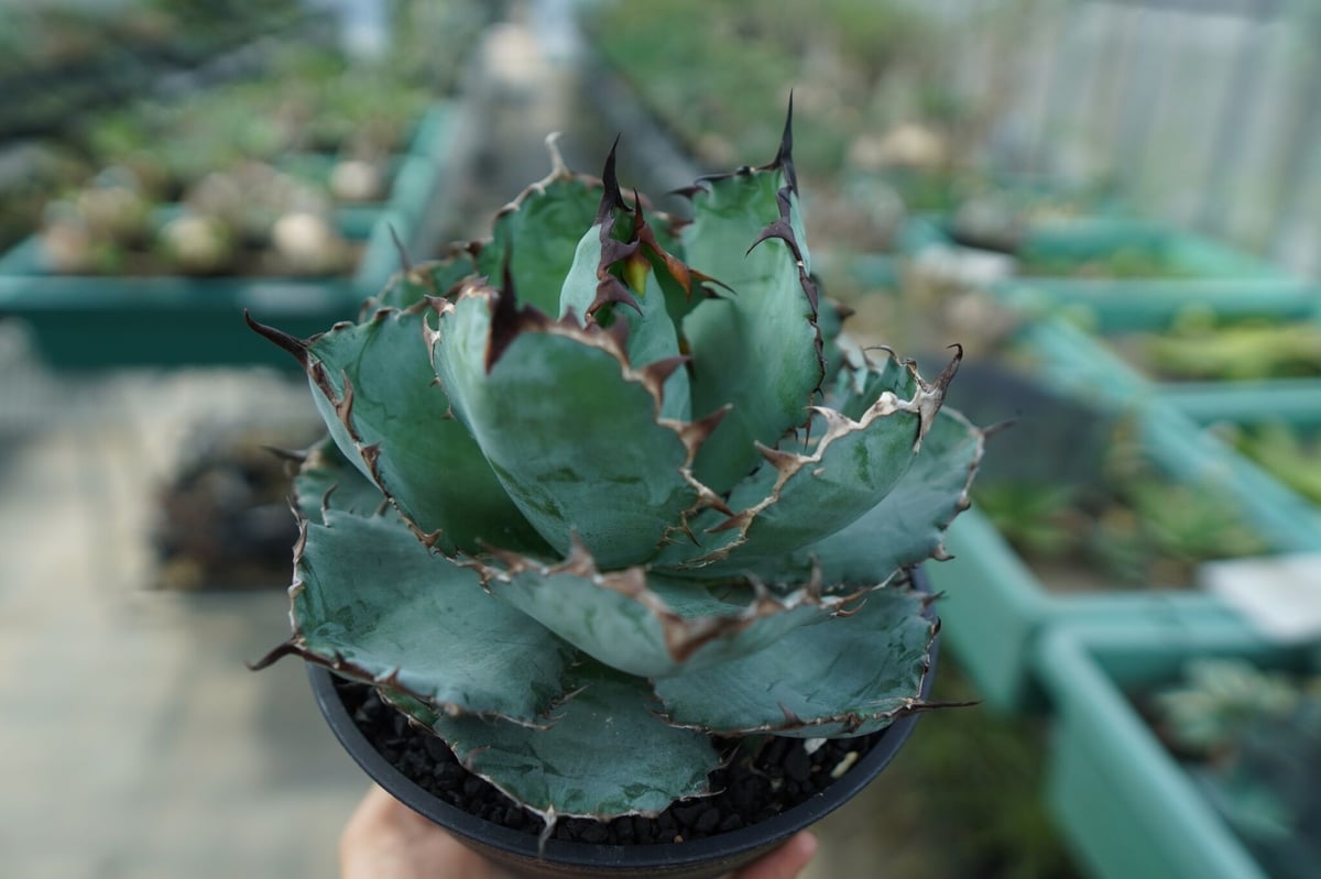アガベ チタノタ ブラックアンドブルー Agave titanota black and
