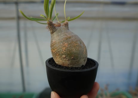 パキポディウム　グラキリス　 Pachypodium Gracilius  No.4