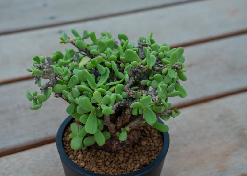 ケラリア ピグマエア NO.3 | mana's farm:塊根植物・アガベ・ドライ