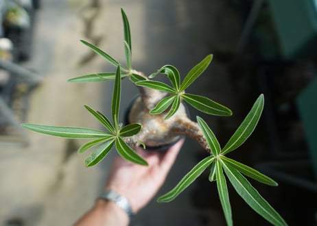 パキポディウム　グラキリス　 Pachypodium Gracilius  No.2