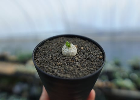 パキポディウム　恵比寿笑い　Pachypodium brevicaule　No.2