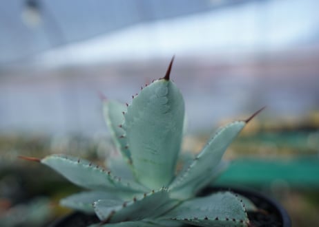 アガベ　ドラゴントゥース　Agave Dagontoes　No.2