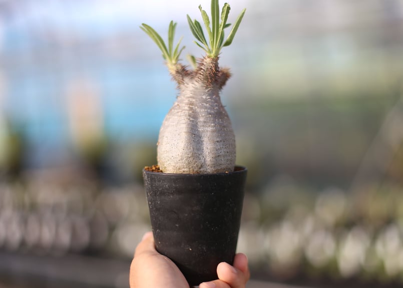 パキポディウム グラキリス | mana's farm:塊根植物・アガベ・ドライ