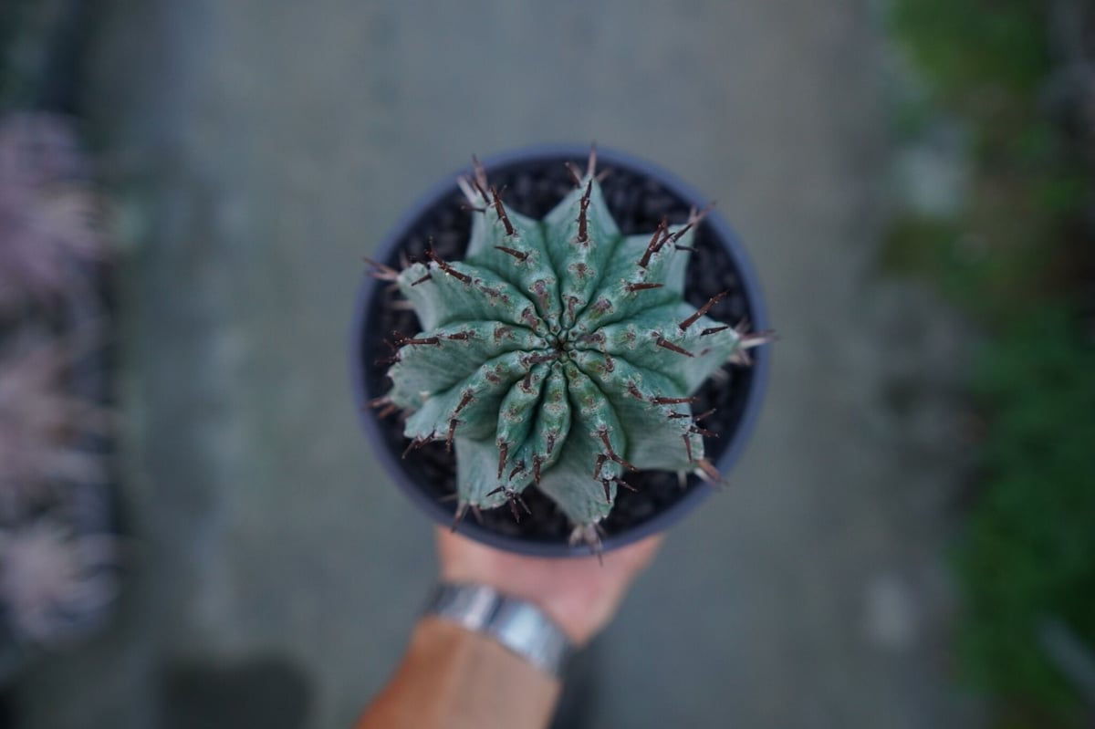 ユーフォルビア ホリダ Euphorbia horrida No.2 | mana's fa