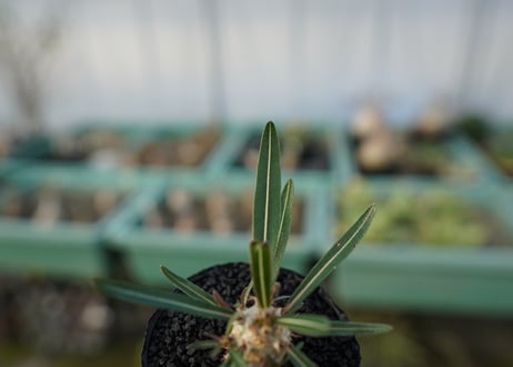 パキポディウム　グラキリス　 Pachypodium Gracilius  No.3