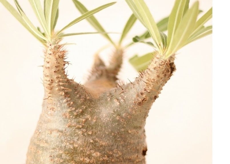 Pachypodium Gracilius パキポディウム グラキリス ワイルド傷有 |