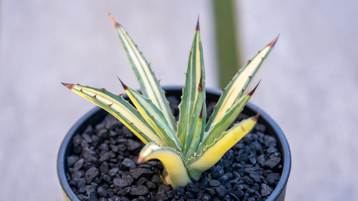 アガベ　マクロアカンサ　黄中斑　陰陽斑 アガベ マクロアカンサ 中斑 | mana's farm:塊根植物・アガベ