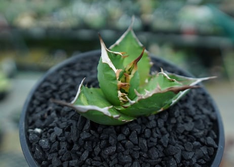 アガベ　チタノタ 　Agave titanota　No.8