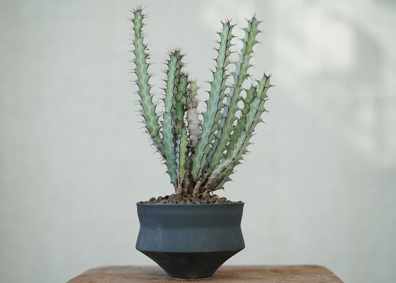 Euphorbia greenwayii | mana's green:塊根植物販売|マナズグリーン