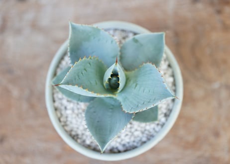 Agave pygmaea “Dragon Toes”