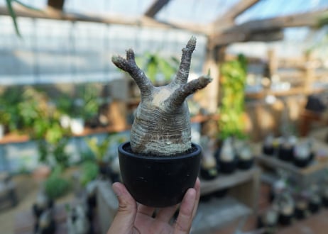 【未発根】パキポディウム　グラキリス　 Pachypodium Gracilius  No.19