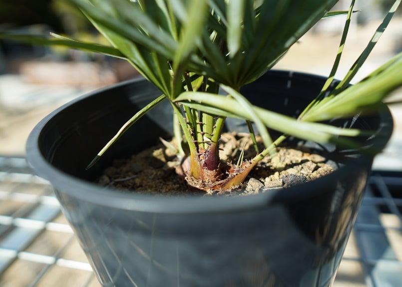 チャメロプス セリフェラ Chamaerops humilis var. Cerifera