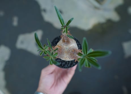 パキポディウム　グラキリス　Pachypodium gracilius　No.5