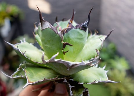 Agave ハデス 黒獄 A NO.1