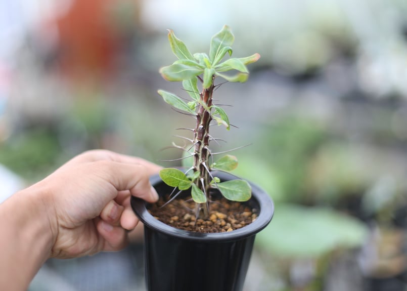 フォークイエリア オチョテレナエ | mana's farm:塊根植物