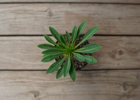 鉄甲丸　Euphorbia bupleurifolia