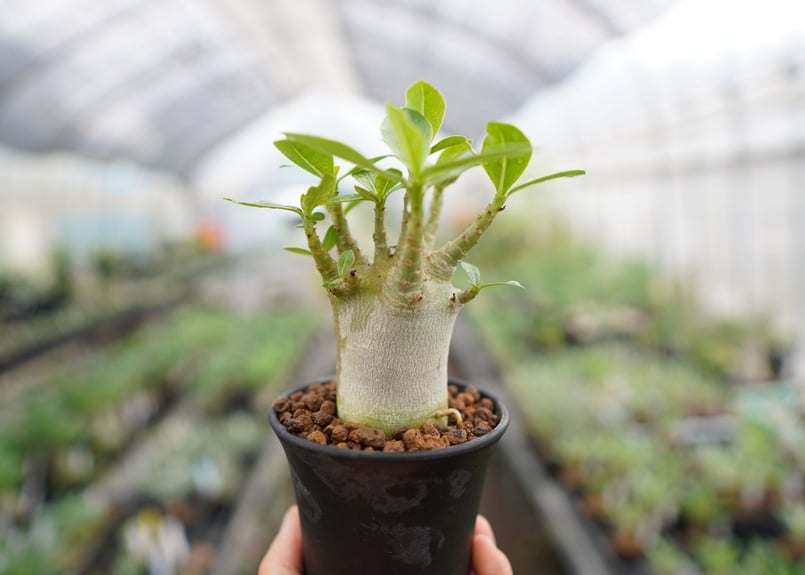 まるでご神木！】アデニウム スーパードワーフ タイ実生《1