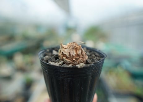 亀甲竜　Dioscorea elephantipes　No.2