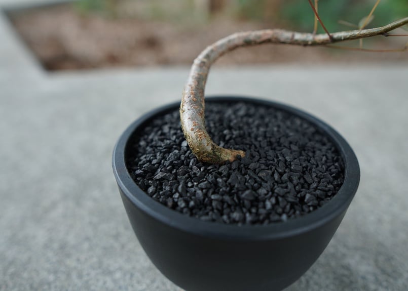 沖縄実生株】デロニクス デカリー Delonix decaryi No.1 | mana's