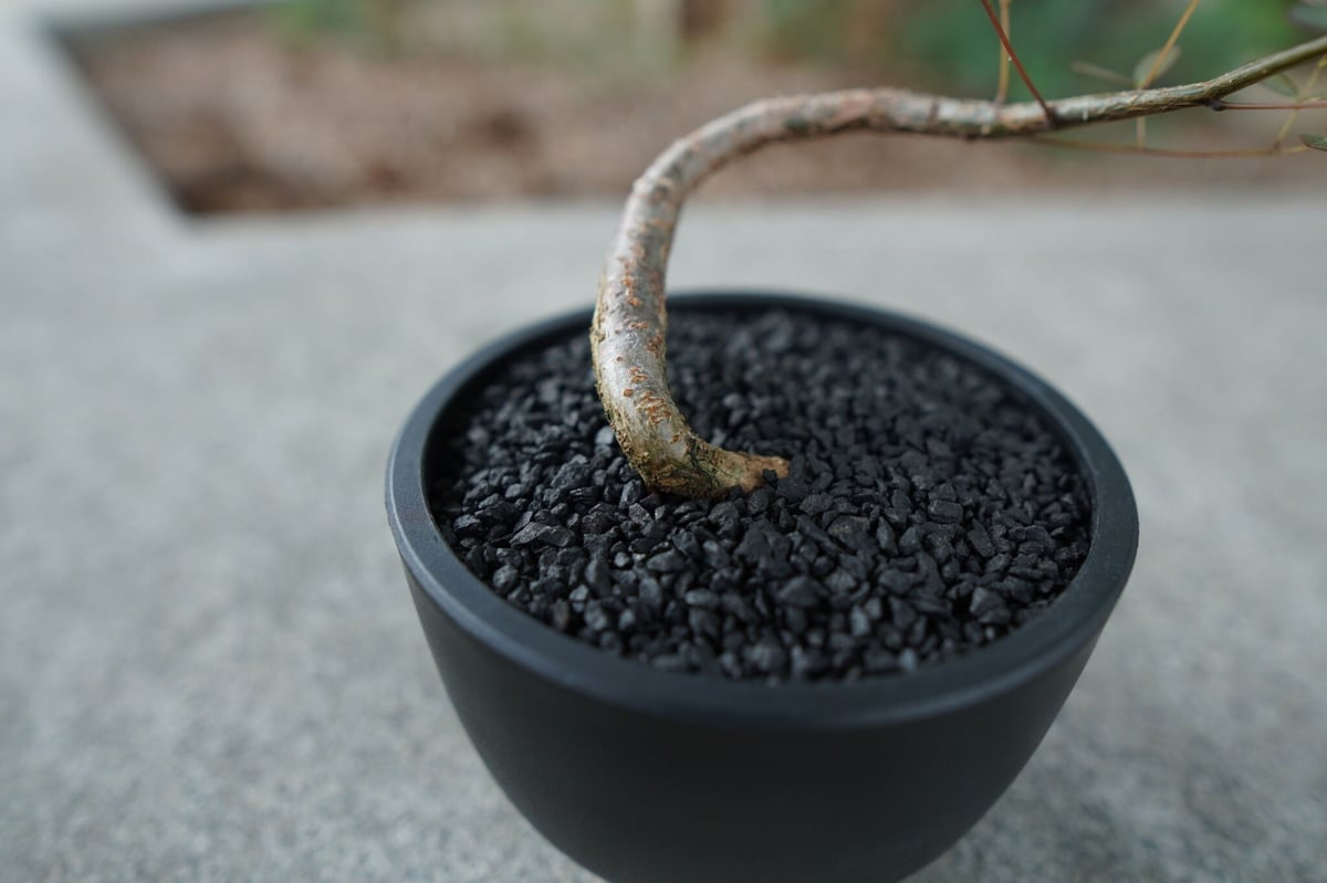 沖縄実生株】デロニクス デカリー Delonix decaryi No.1 | mana's