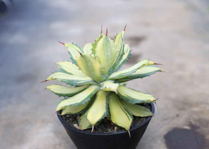 アガベ イシスメンシス錦 楊貴妃 | mana's green:塊根植物販売 アガベ イシスメンシス錦 楊貴妃 | mana's green:塊根植物販売