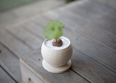 亀甲竜　Dioscorea elephantipes