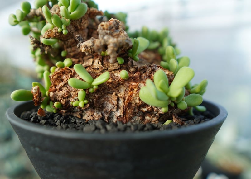 ケラリア ピグマエア Ceraria pygmaea | mana's farm:塊根植物・ア