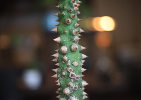 トックリキワタ　Ceiba speciosa