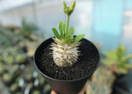 パキポディウム　恵比寿大黒　Pachypodium Densicaule　No.5