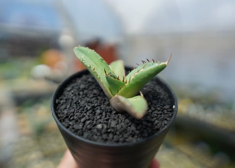 アガベ　チタノタ　FO-76　agave titanota  FO-76　No.7