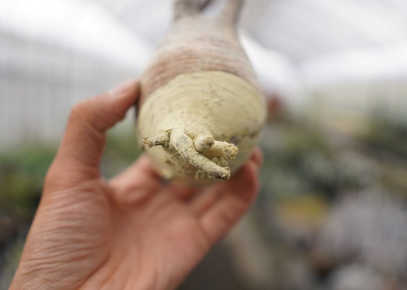 パキポディウム・グラキリス 抜き苗 〈29〉 | mana's farm