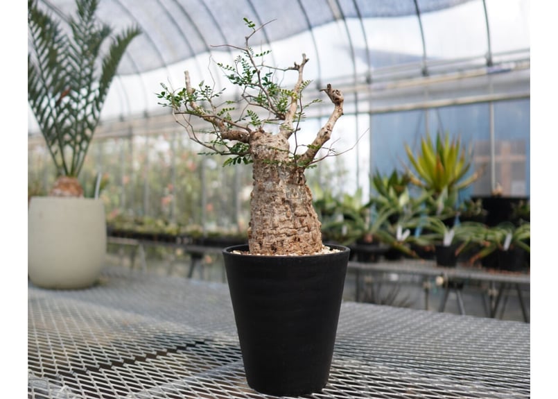 オペルクリカリア パキプス 《2》 | mana's farm:塊根植物・アガベ