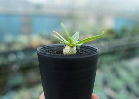 パキポディウム　恵比寿笑い　Pachypodium brevicaule　No.2