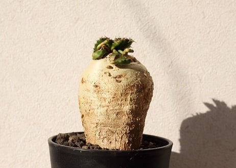 ユーフォルビア ステラータ 飛竜  Euphorbia stellata