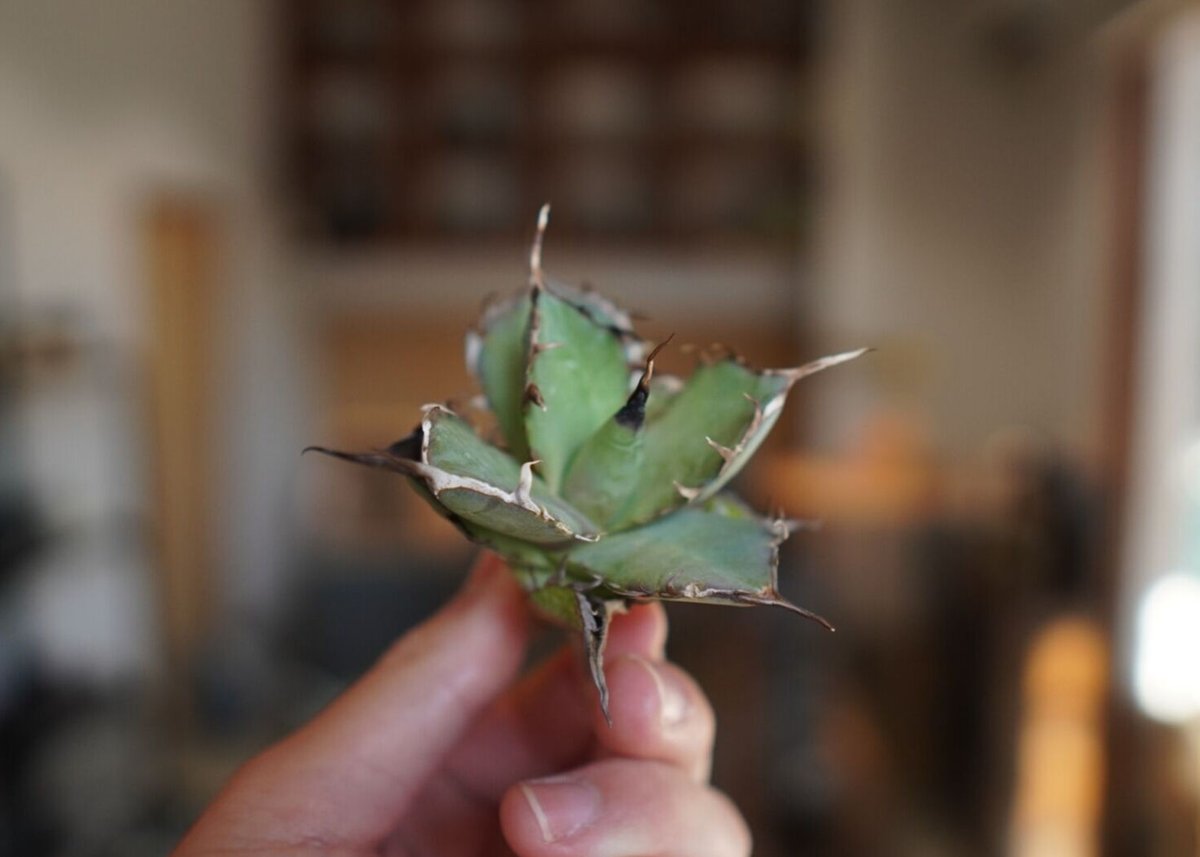 アガベ チタノタ ハデス Agave titanota Hades | mana's gree アガベ チタノタ ハデス Agave titanota Hades | mana's gree