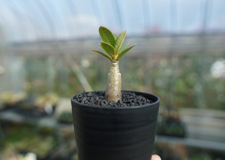 アデニウム　Adenium  No.10