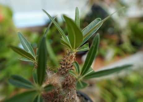 【発根管理中】パキポディウム　グラキリス　 Pachypodium Gracilius  No.7