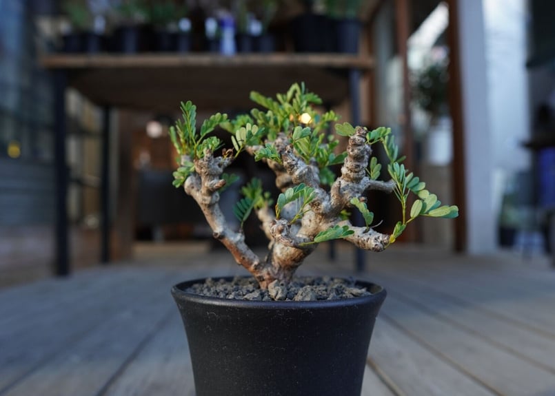 センナ メリディオナリス　Senna meridionalis 灌木コーデックス センナ メリディオナリス 【市場価値も高騰中！！盆栽のような