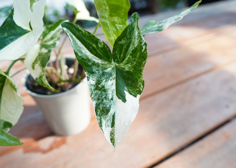 シンゴニウム　フレンチマーブル　小苗① シンゴニウム フレンチマーブル Syngonium podophyllum 'French M