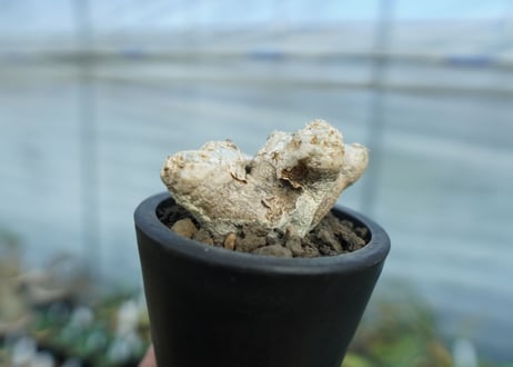 パキポディウム　ブレビカウレ　Pachypodium brevicaule