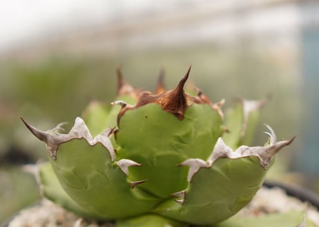 アガベ　titanota  dwarf　No.5