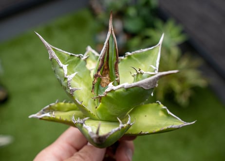 Agave Sowing seeds NO.4   (G)