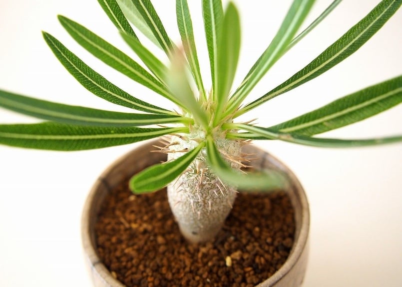 パキポディウム イノピナツム Pachypodium inopinatum | mana's