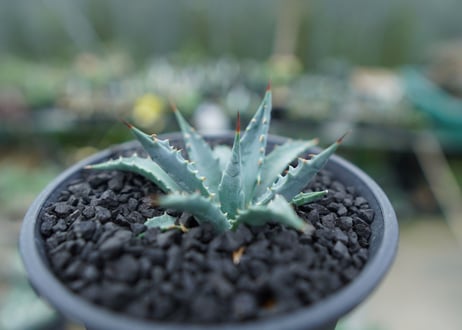 アガベ　ユタエンシス　Agave uthaensis　No.2