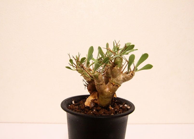 オトンナ ユーフォルビオイデス Othonna euphorbioides | mana's