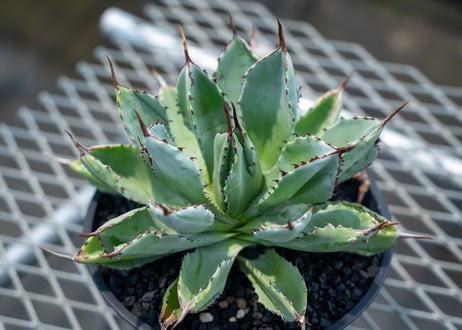 アガベ　キュービック　Agave potatorum 'Cubic'