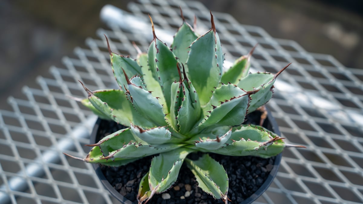 アガベ　キュービック キュービック L アガベ | toA Succulent