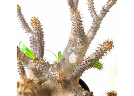 Pachypodium makayense パキポディウム マカイエンセ　魔界玉